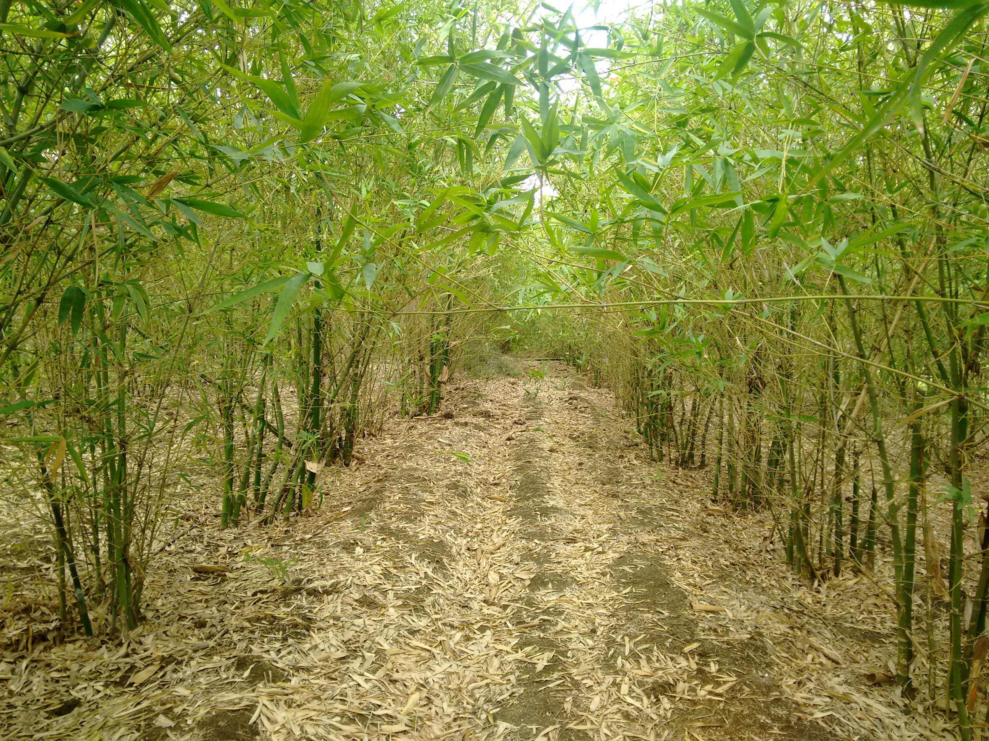 Nursery Farm